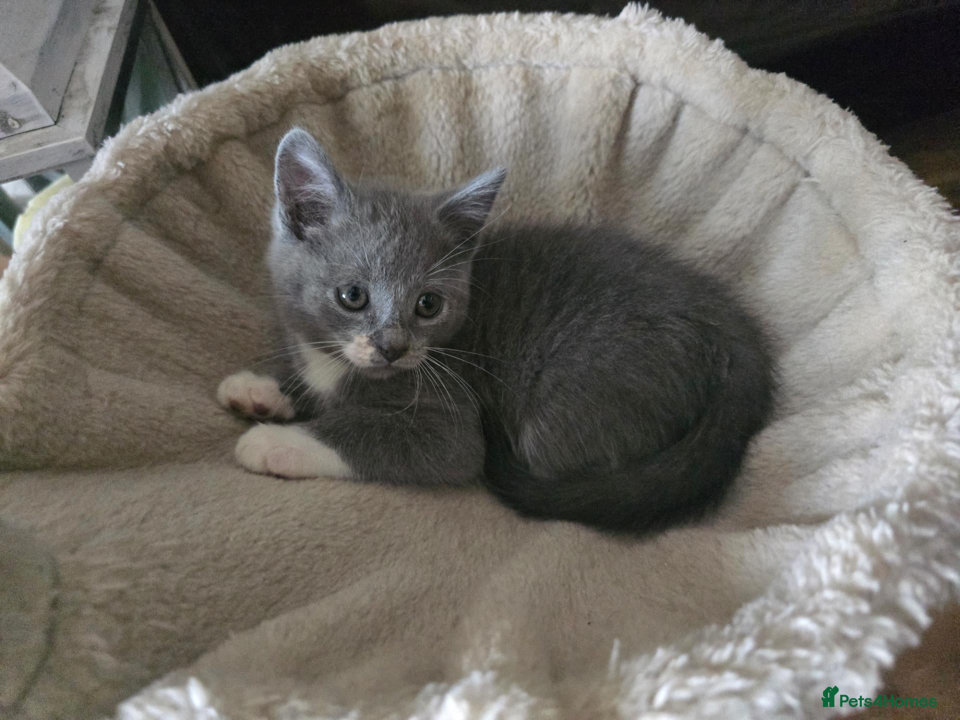 Mixed Breed cats Gorgeous playfull kittens - Advert 2