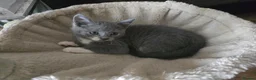 Mixed Breed cats for sale: Gorgeous playfull kittens - Advert 2