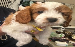 Cavapoo dogs for sale: Beautiful Cavapoo F2 puppies  for sale - Image 16