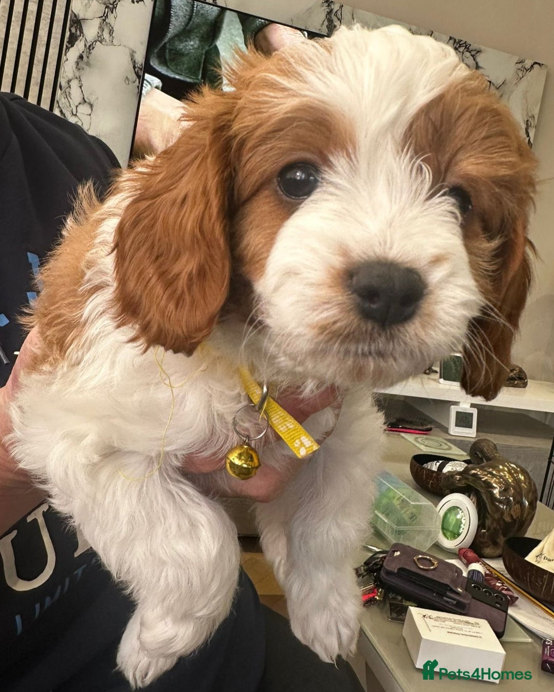 Cavapoo dogs for sale: Beautiful Cavapoo F2 puppies  for sale - Image 16