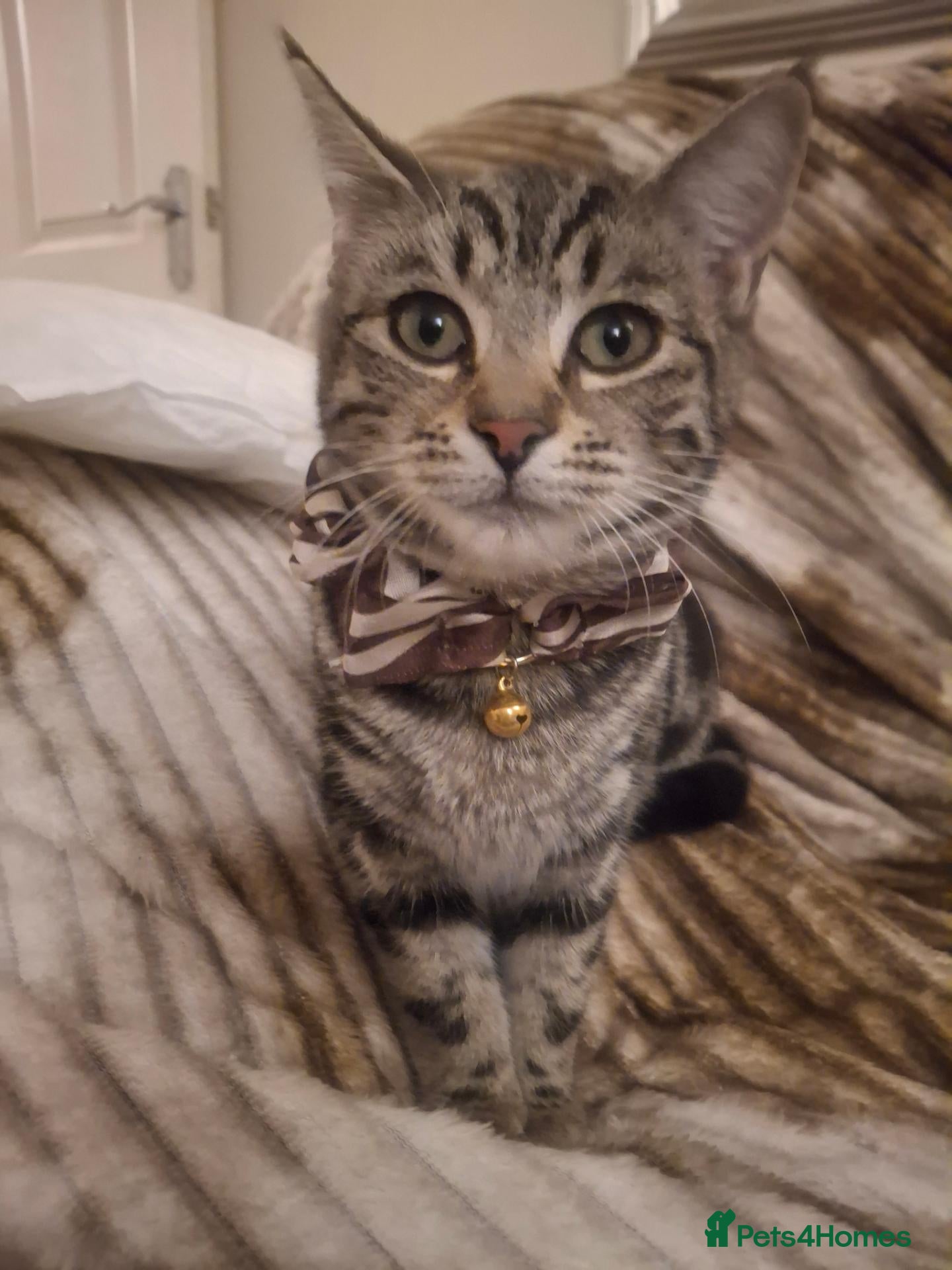 Domestic Shorthair cats for sale: Russian Blue × Bengal Mixed Kitten – 1 available - Advert 21