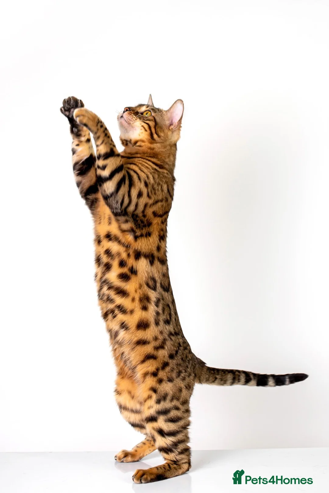 Bengal cats for stud: Stud cat Tica actives 5 generations pedigree  in Barnsley - Advert 15