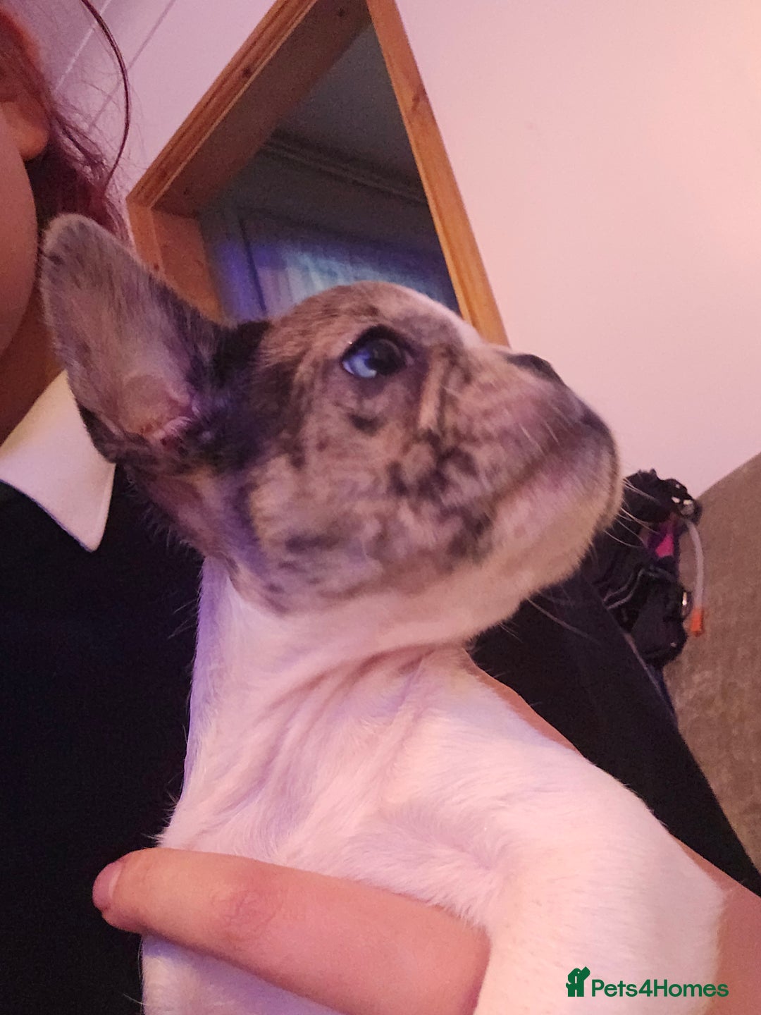 French Bulldog dogs for sale: French bulldog merle puppys  - Advert 5