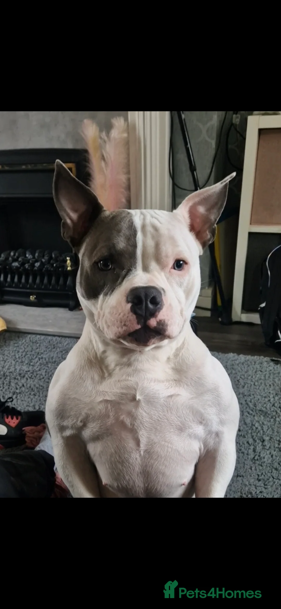 American Bully dogs for sale: BEAUTIFUL LUNA POCKET BULLY  - Advert 1