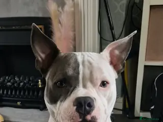 American Bully dogs BEAUTIFUL LUNA POCKET BULLY - Advert 9