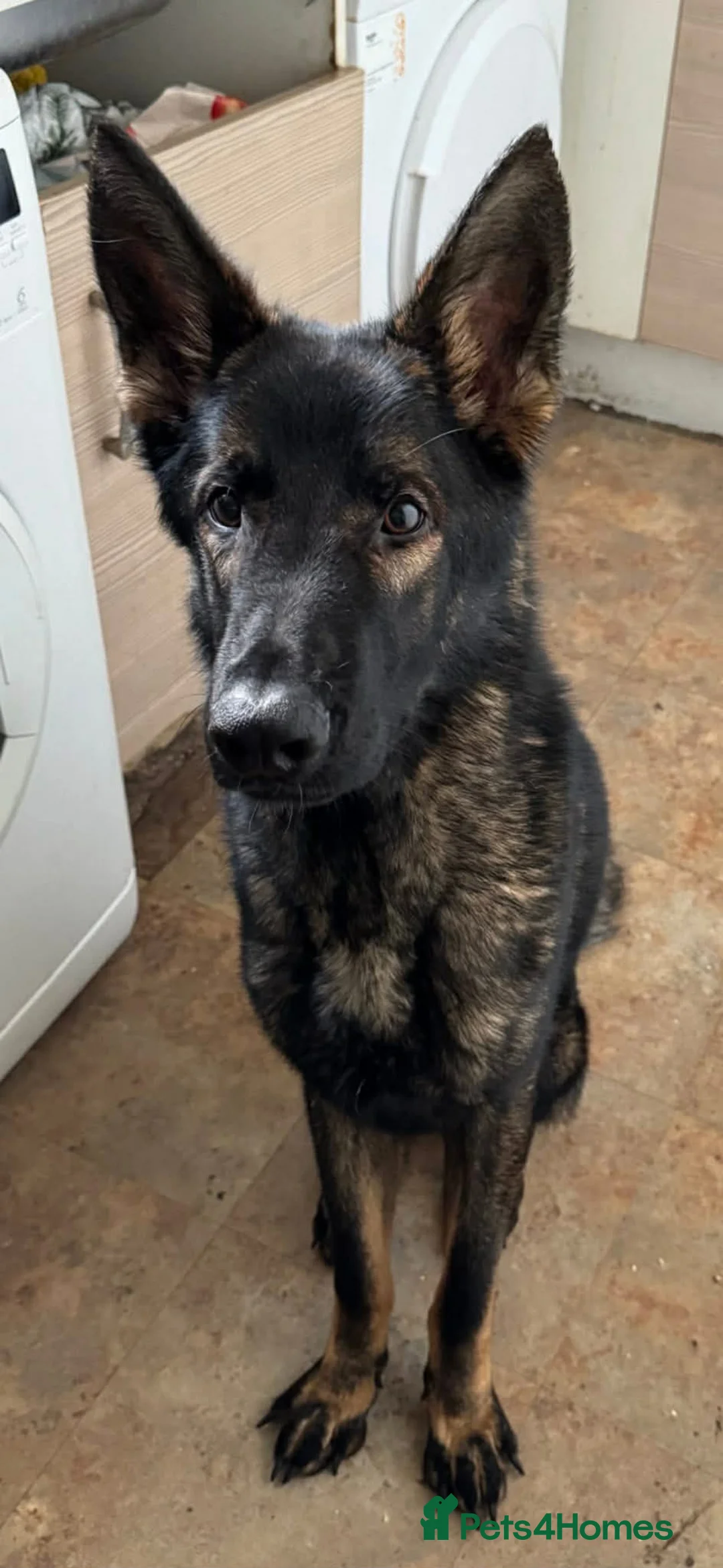 German Shepherd dogs for sale: German shepherd pups in Hyde - Advert 2