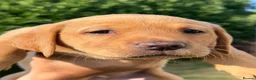 Labrador Retriever dogs for sale: KC Labrador pups for sale (fox red and black) in Shrewsbury - Advert 33
