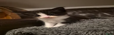 Tuxedo boy
