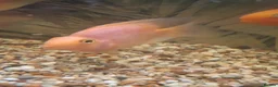 Cichlids fish for sale: Parrot Fish - Advert 2