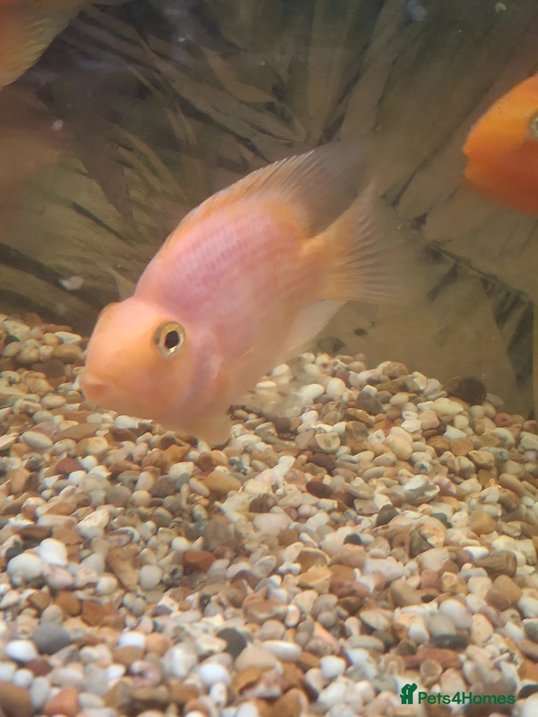 Cichlids fish for sale: Parrot Fish - Advert 2
