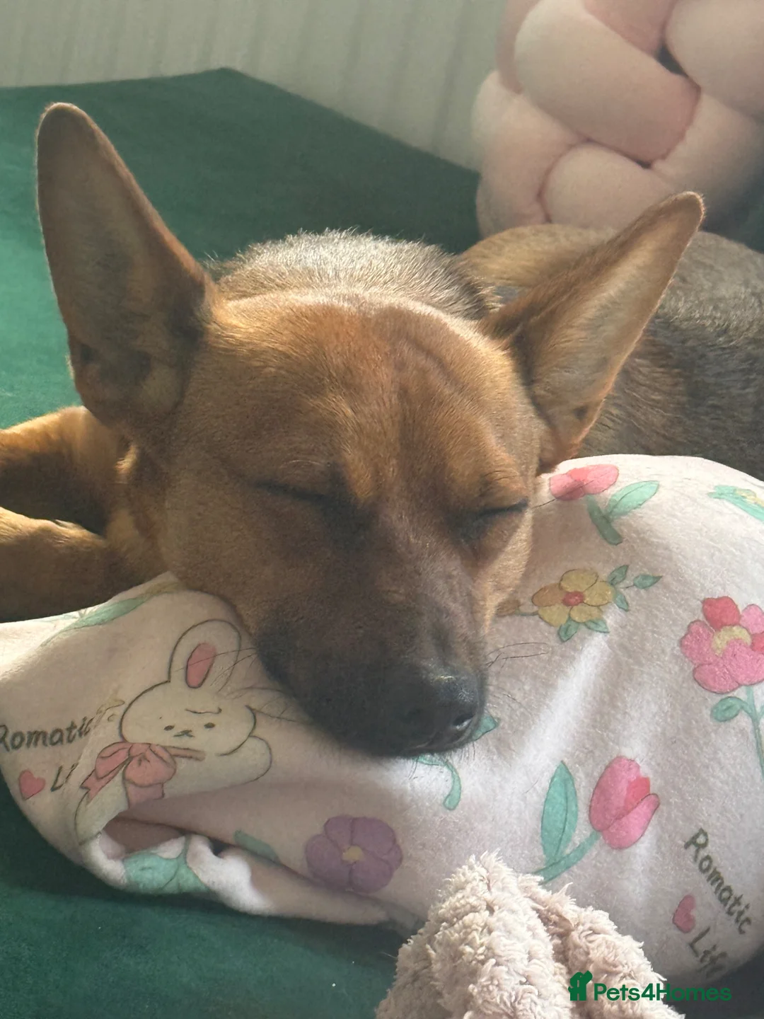 Mixed Breed dogs for sale: Ronnie  - Advert 2