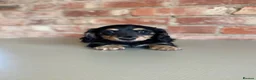 Miniature Dachshund dogs for sale: Exceptional KC Registered Miniature Dachshunds  - Advert 7