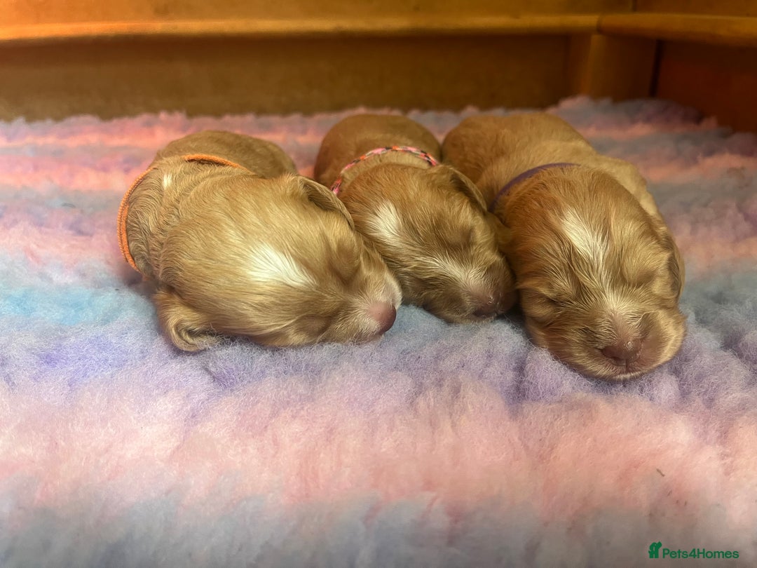 Cocker Spaniel dogs for sale: Stunning golden cocker spaniel puppies  - Image 2