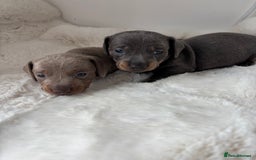 Miniature Dachshund dogs for sale: Miniature Dachshund Puppies  - Image 2