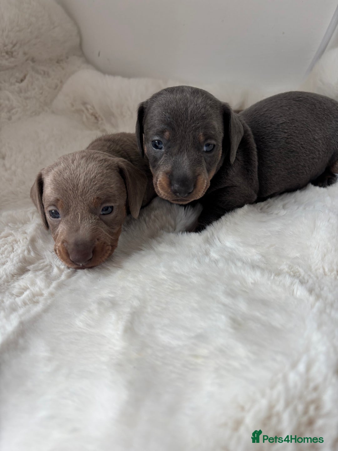 Miniature Dachshund dogs for sale: Miniature Dachshund Puppies  - Image 2