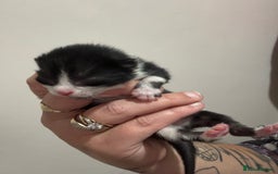 Domestic Shorthair cats for sale: Domestic short haired kittens  - Image 4