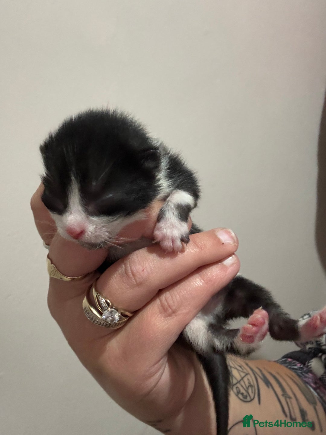 Domestic Shorthair cats for sale: Domestic short haired kittens  - Image 4