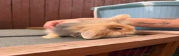 Mini Lion Lop rabbits for sale: Last male  mini lion lop  - Advert 4