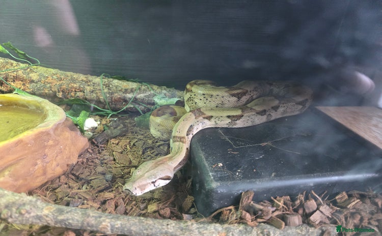 Boa Snake reptiles - Advert 5