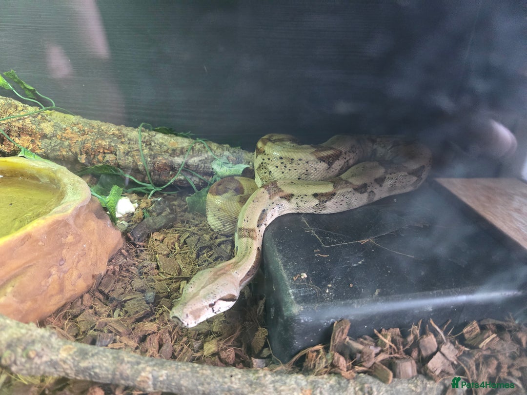 Boa Snake reptiles for sale: Male Boa and full set up - Image 1