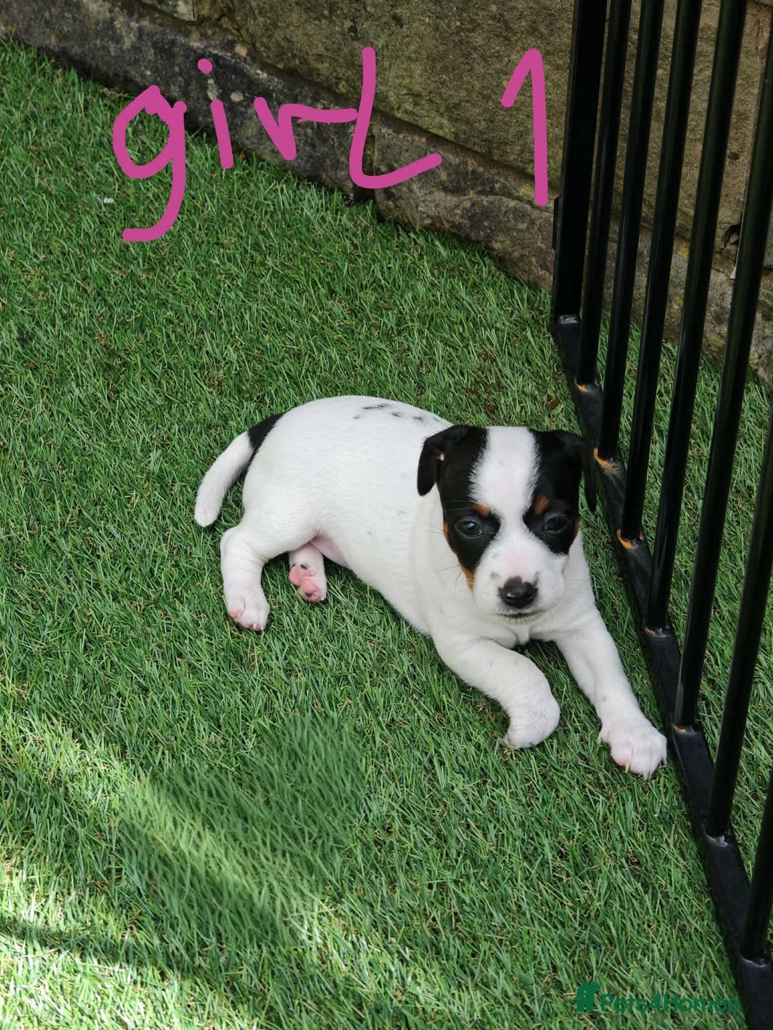 Jack Russell dogs BEAUTIFUL JACK RUSSELL PUPPIES AVAILABLE - Advert 2