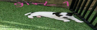 Jack Russell 5