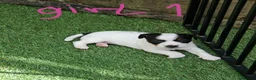 Jack Russell dogs for sale: BEAUTIFUL JACK RUSSELL PUPPIES AVAILABLE - Advert 19