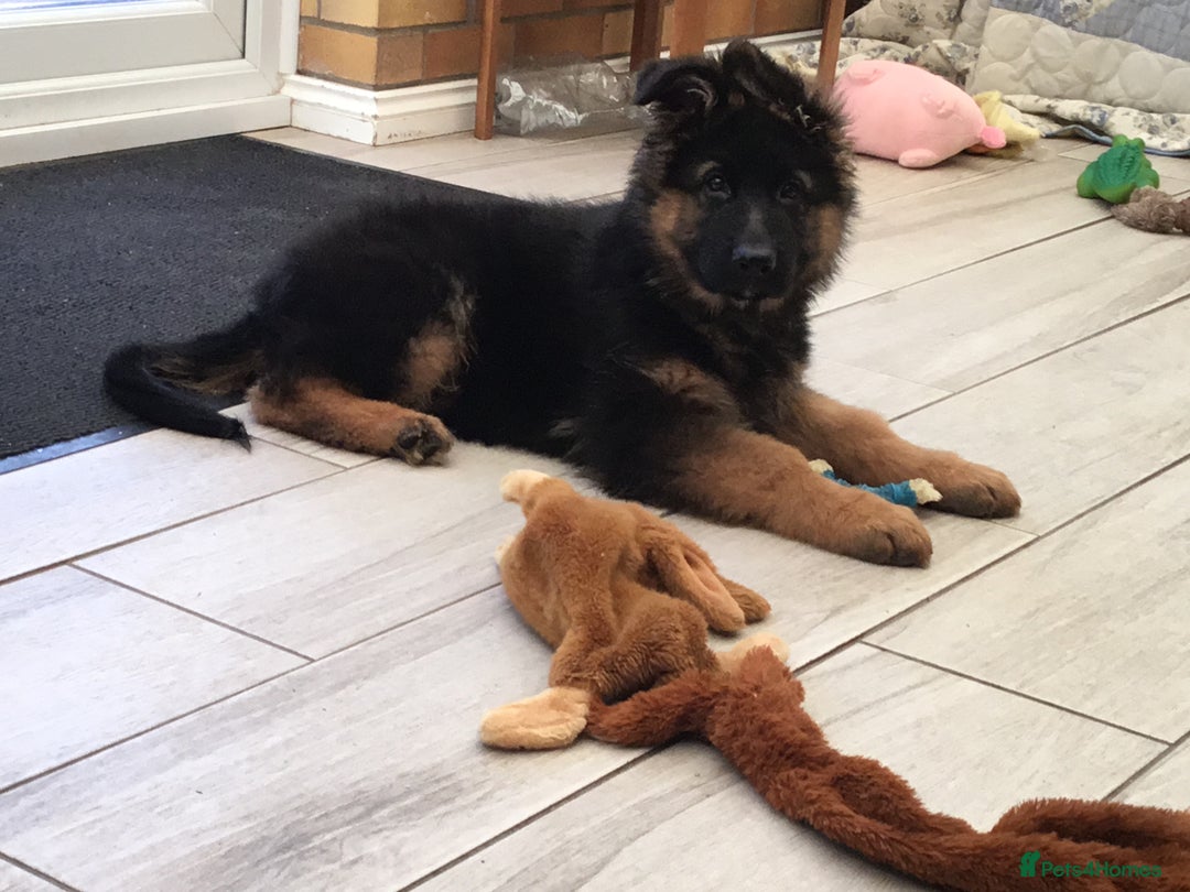 German Shepherd dogs for sale: 12 weeks German Shepard  - Image 3