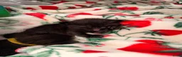 Maine Coon cats for sale: 1/4 Maine coon cross Mixed Breed - Advert 4