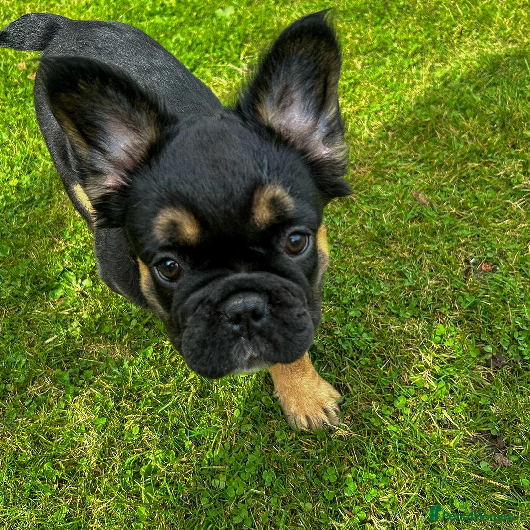 French Bulldog dogs for sale: Ready NOW Adorable Fluffy French Bulldog Puppies - Advert 37