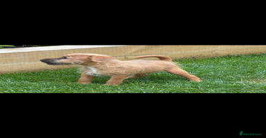 Mixed Breed dogs - Advert 4