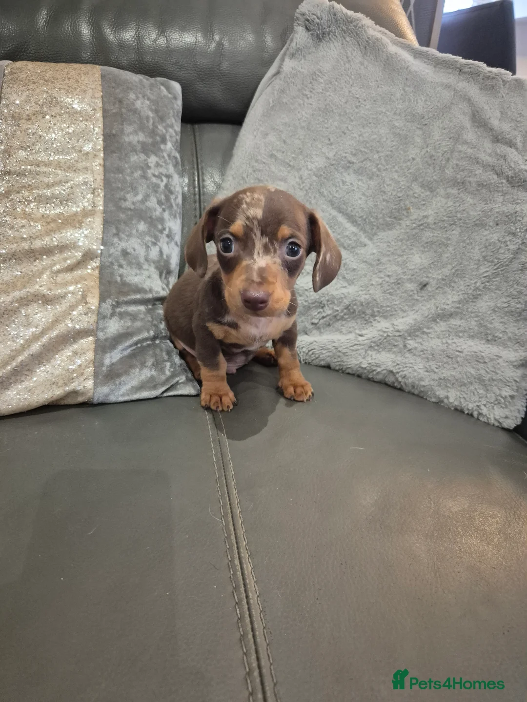 Miniature Dachshund dogs for sale: KC Dachshund Boys - Ready Now - Advert 11