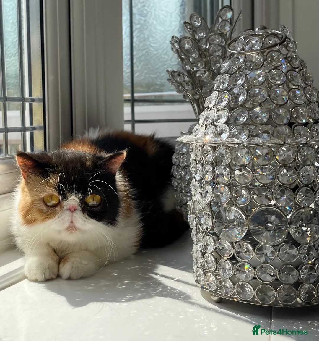 Exotic cats for sale: Stunning pedigree girls, ready to go!  - Advert 7