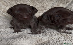 German Shorthaired Pointer dogs for sale: German Shorthaired Pointer Puppies - Leeds - Advert 4