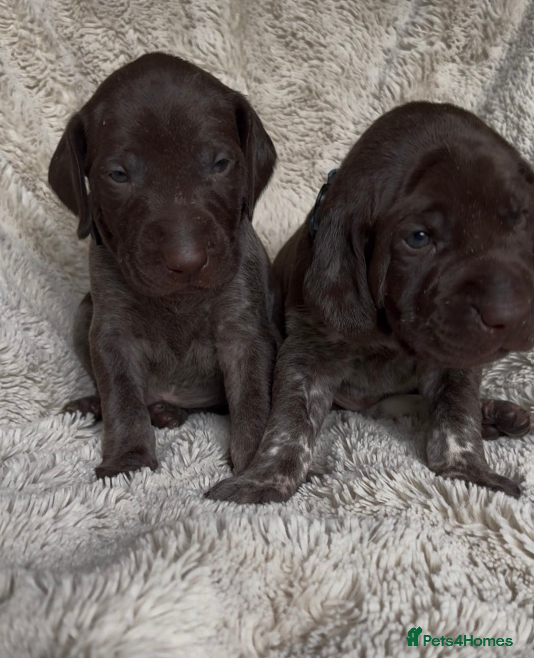 German Shorthaired Pointer dogs for sale: German Shorthaired Pointer Puppies - Leeds - Advert 4