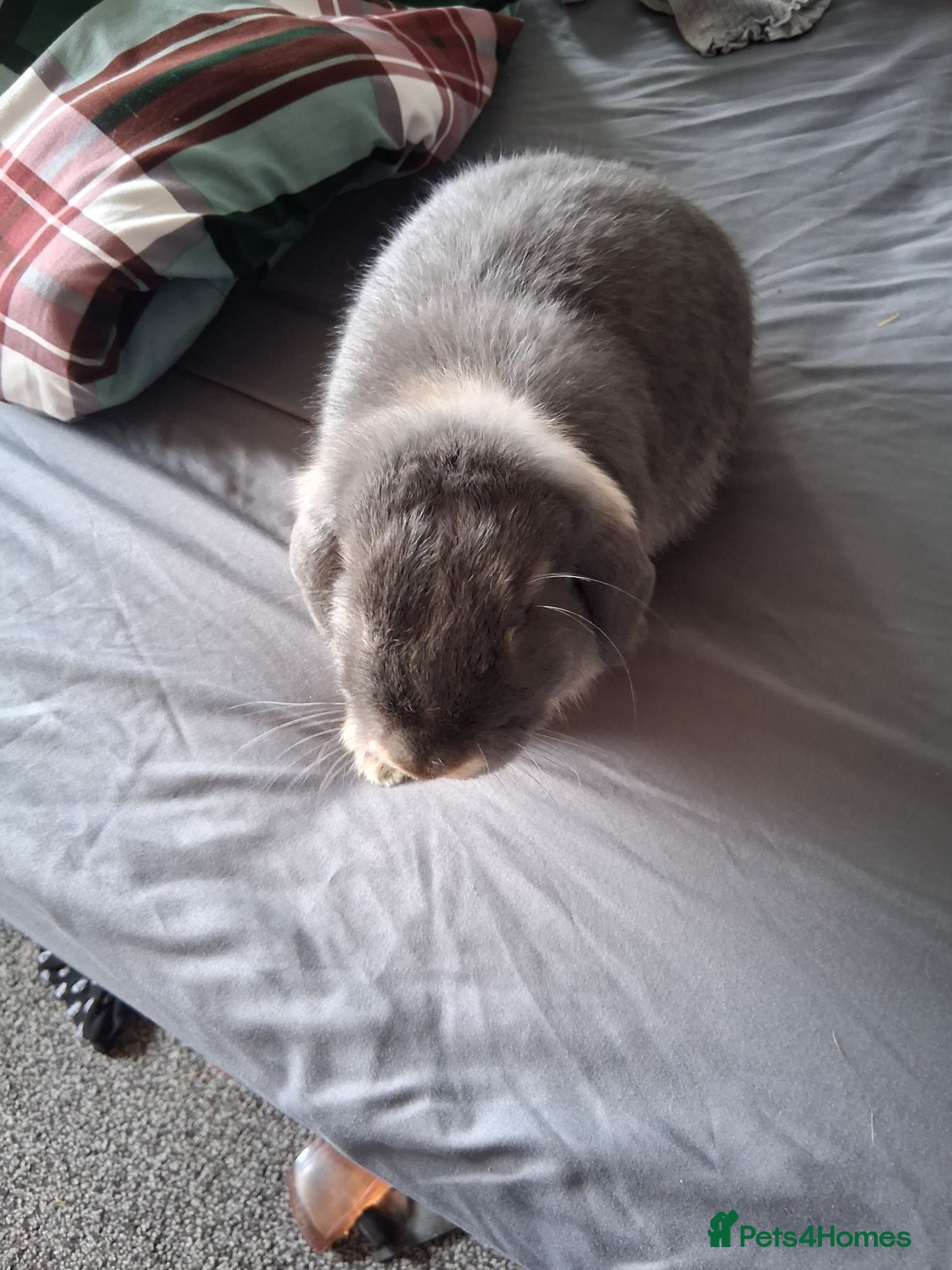 Mini Lop rabbits Female Bunny - Advert 1