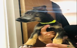 Mixed Breed dogs for sale: Stunning Wheaton bull cross girls - Image 7