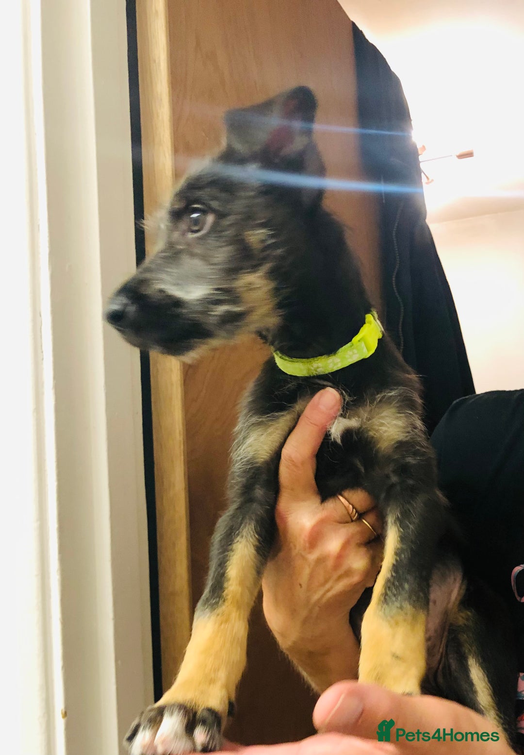 Mixed Breed dogs for sale: Stunning Wheaton bull cross girls - Image 7