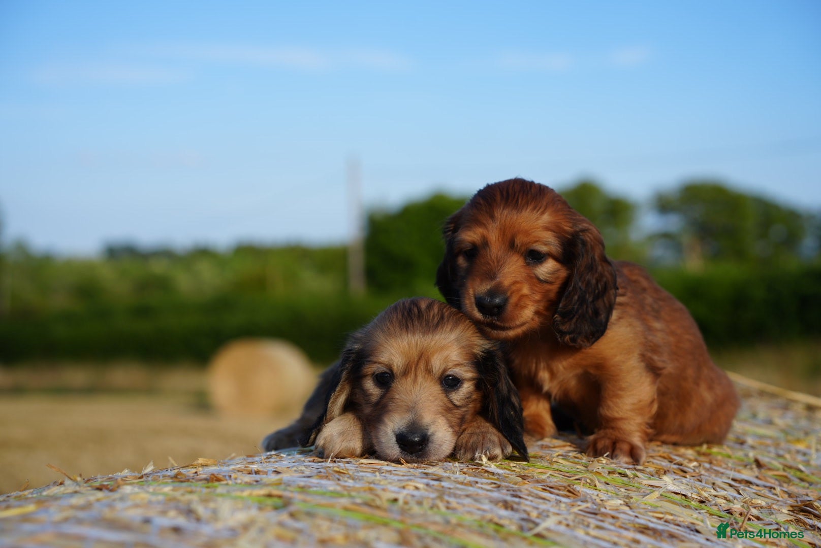 Miniature Dachshund dogs From IVDD Screened parents shadedcream mini longs  - Advert 1