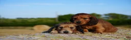 Miniature Dachshund dogs for sale: From IVDD Screened parents shadedcream mini longs  - Advert 1