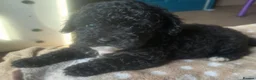 Cockapoo dogs for sale: Last beautiful girl  - Advert 3