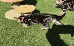 Bengal cats for sale: Bengal Cloud kittens / Maine coon - Image 3