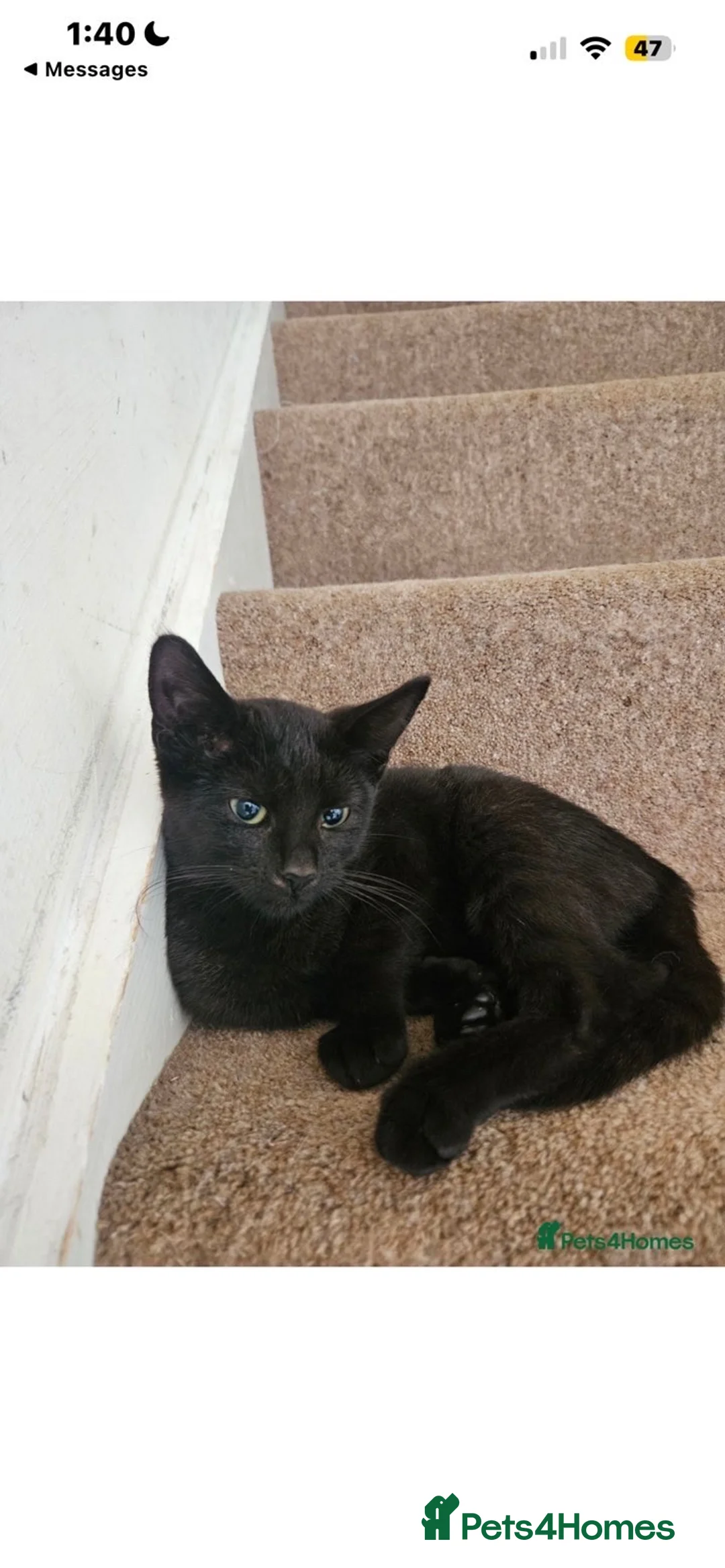 Mixed Breed cats for sale: Kitten in Gloucester - Advert 2