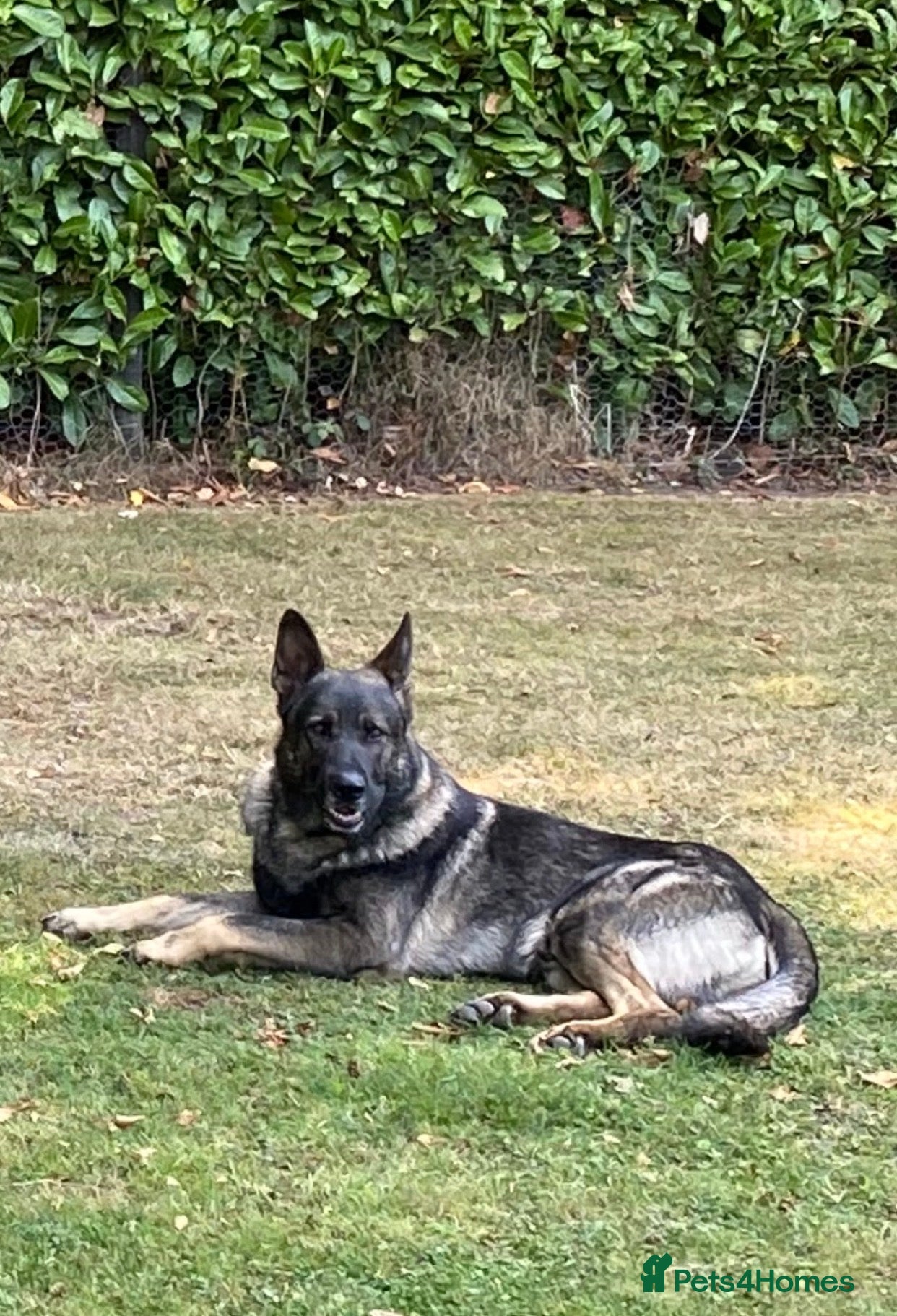 German Shepherd dogs for sale: 🐶Royal Kennel Club Straight Back GSD puppies🐶 in Virginia Water - Advert 4
