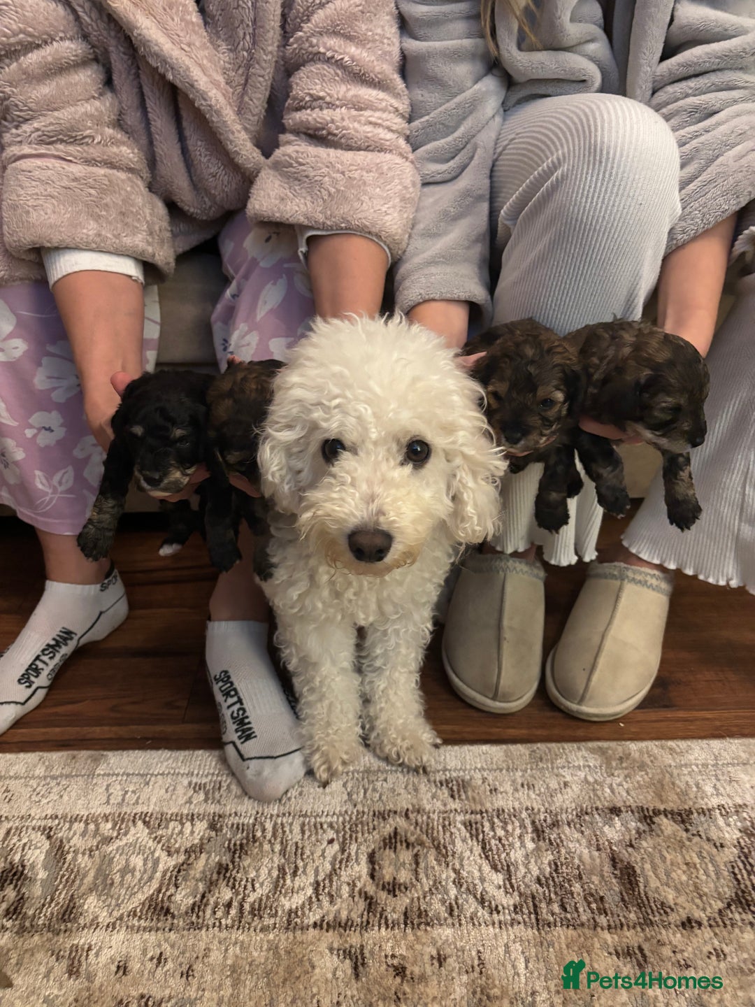Poochon dogs for sale: Poochon F2Bs - Advert 4