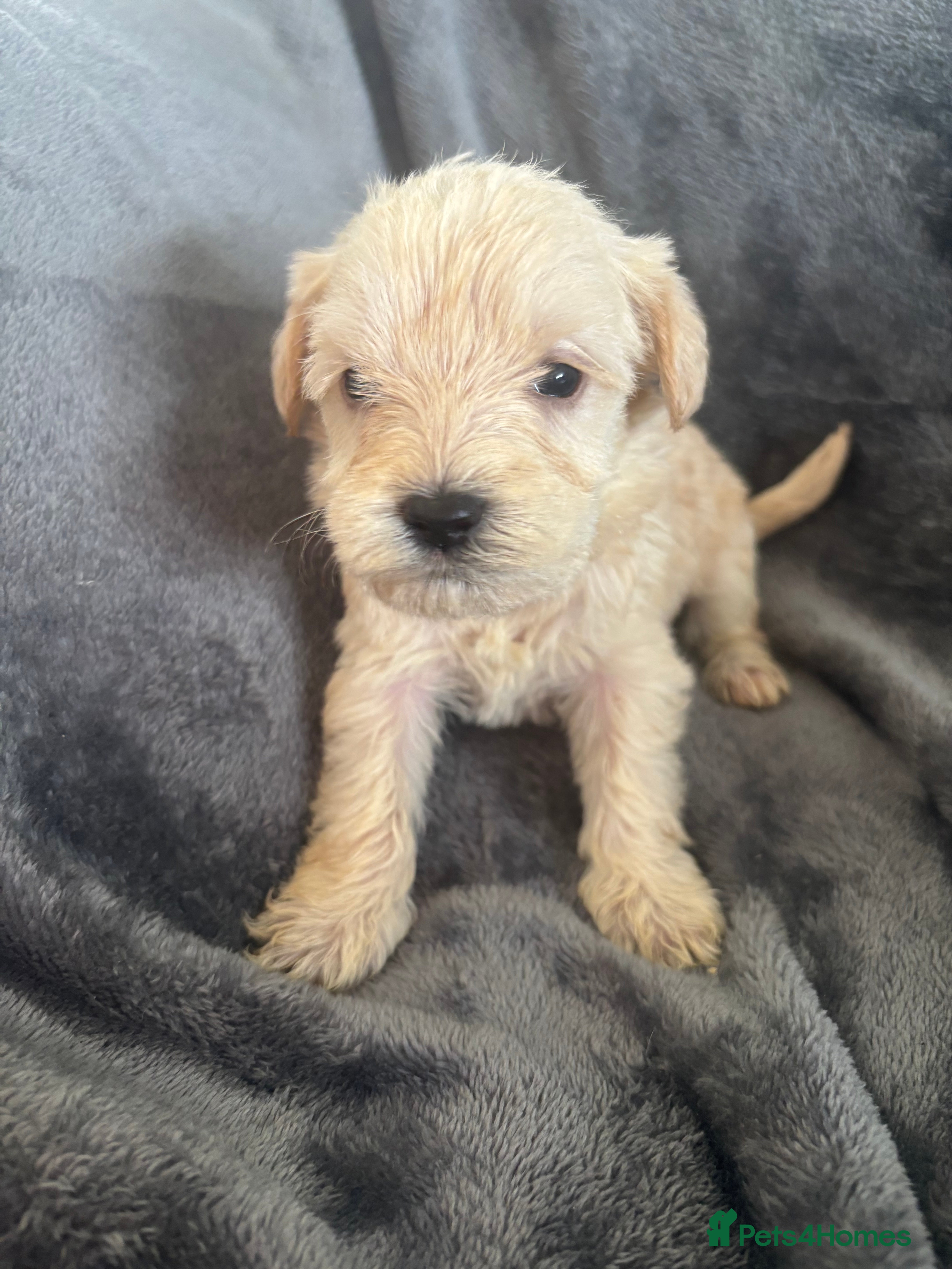 Mixed Breed dogs Adorable Yorkiepoo & Schnoodle Puppies - Advert 5