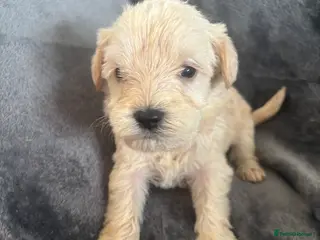 Mixed Breed dogs Adorable Yorkiepoo & Schnoodle Puppies - Advert 5