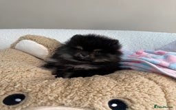 Pomeranian dogs for sale: READY TO LEAVE STUNNING True to type Pomeranians🩷 - Image 2