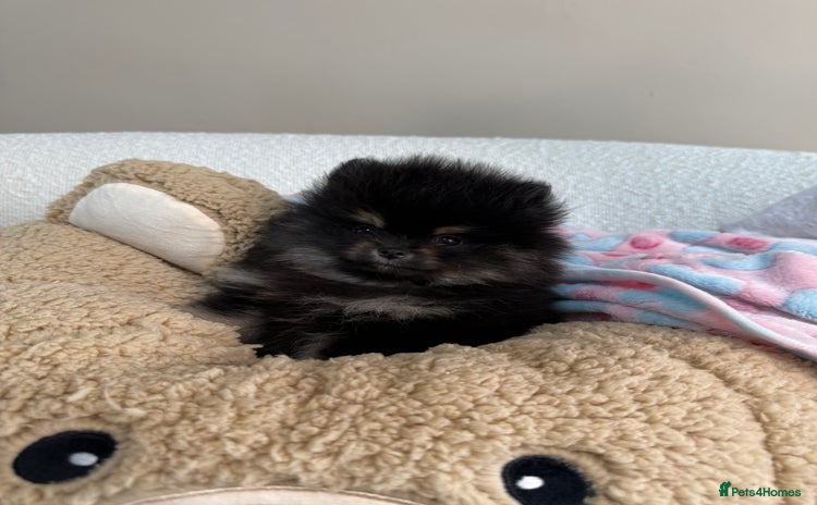 Pomeranian dogs - Advert 2