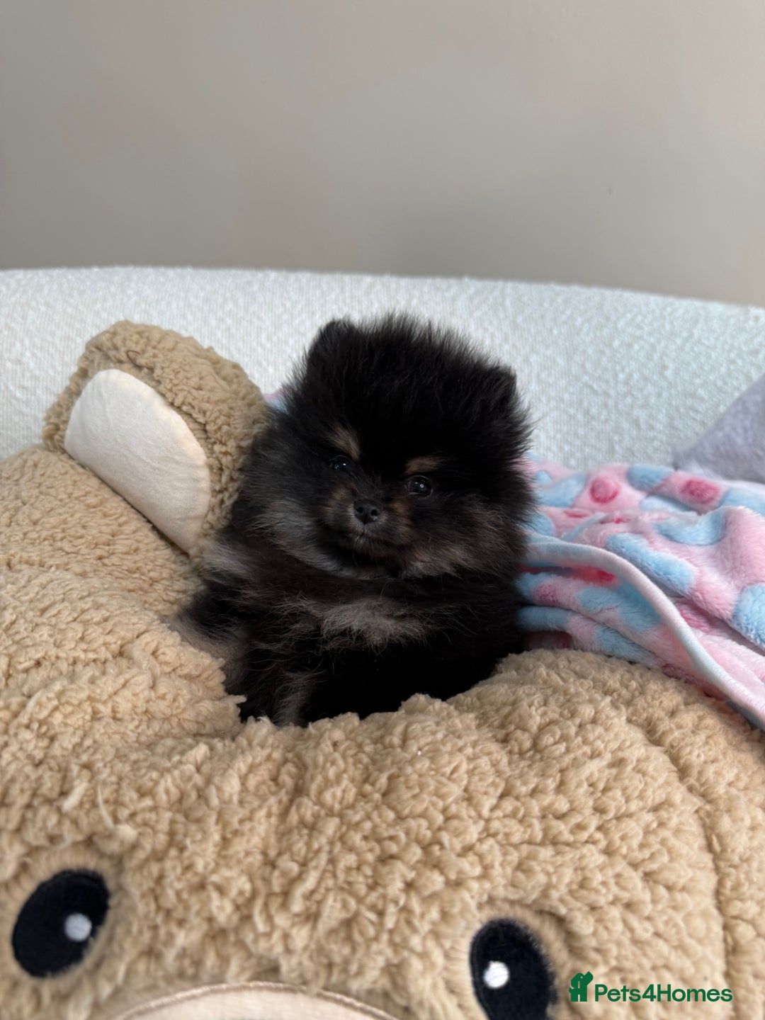 Pomeranian dogs for sale: READY TO LEAVE STUNNING True to type Pomeranians🩷 - Image 2